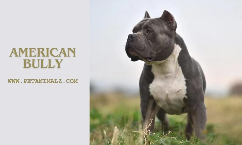 American bully names