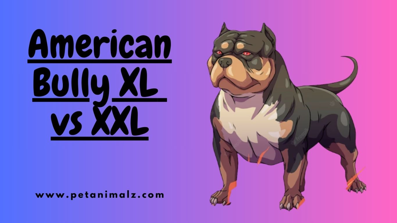 American Bully XL vs XXL