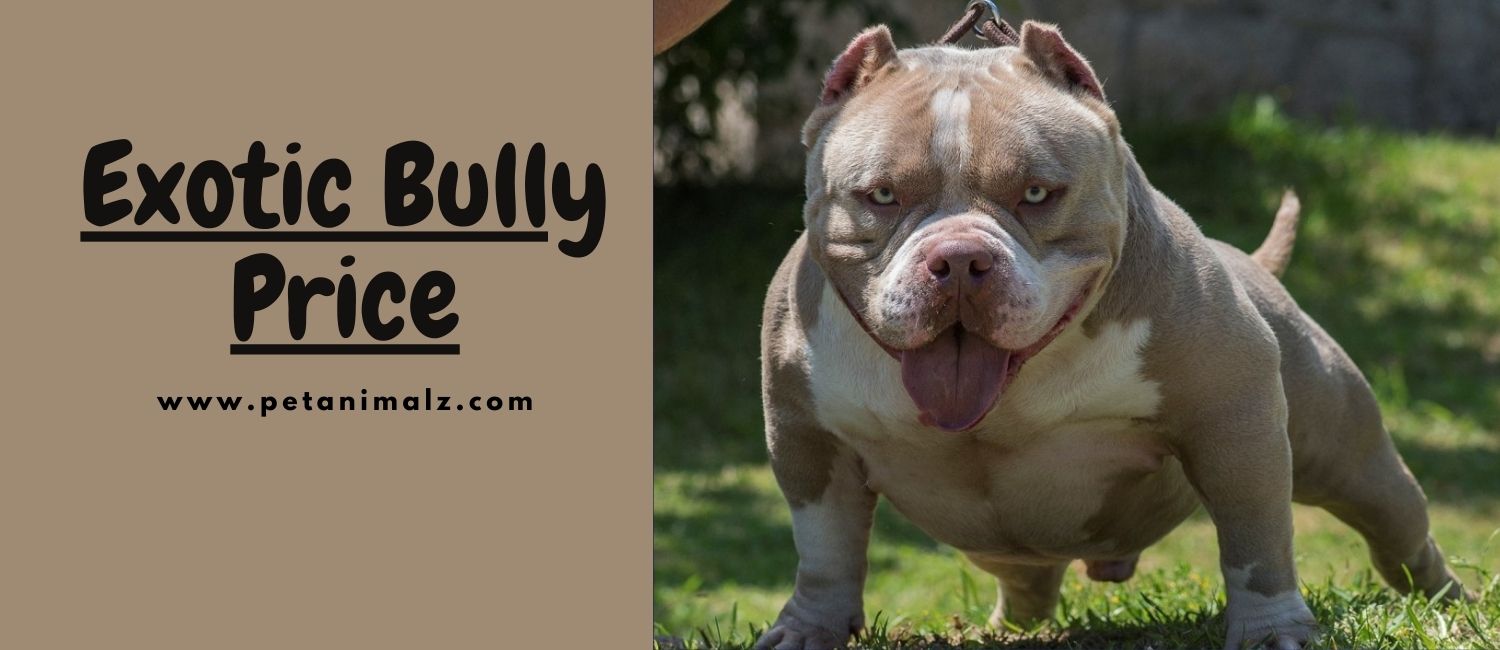 Exotic Bully Price – How much should you pay for your puppy