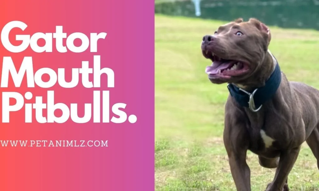 Gator Mouth Pitbull