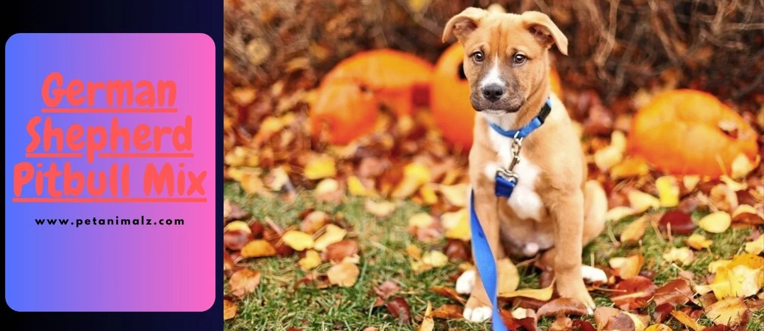 German Shepherd Pitbull mix