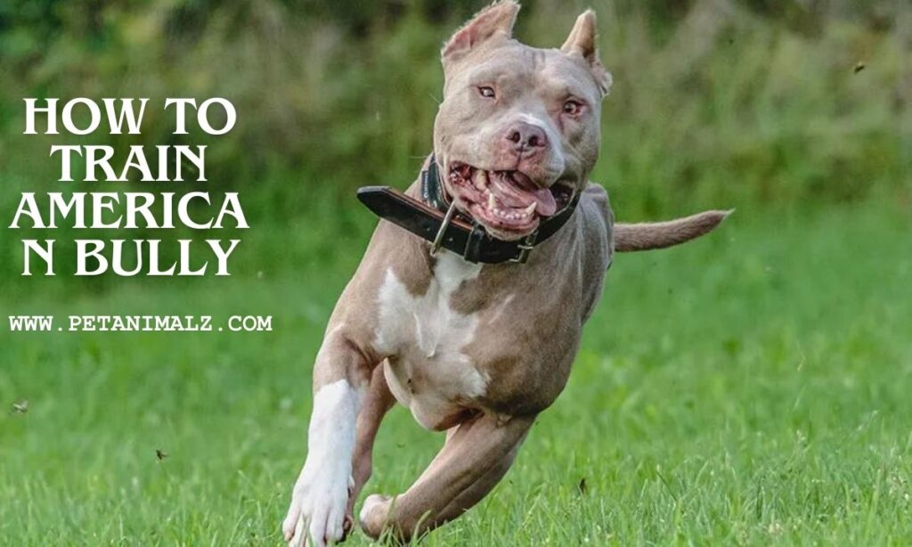 HOW TO TRAIN AMERICAN BULLY