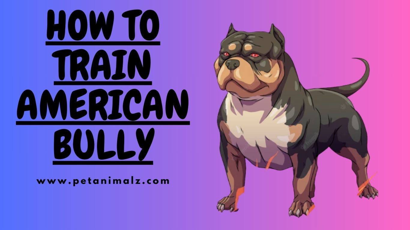 HOW TO TRAIN AMERICAN BULLY