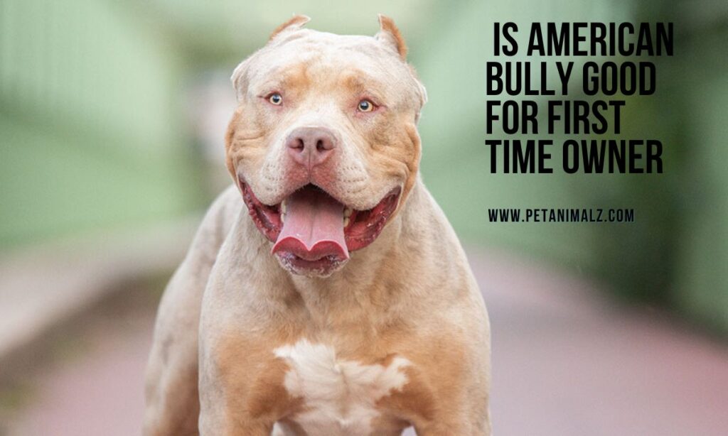 Is American bully good for first time owner