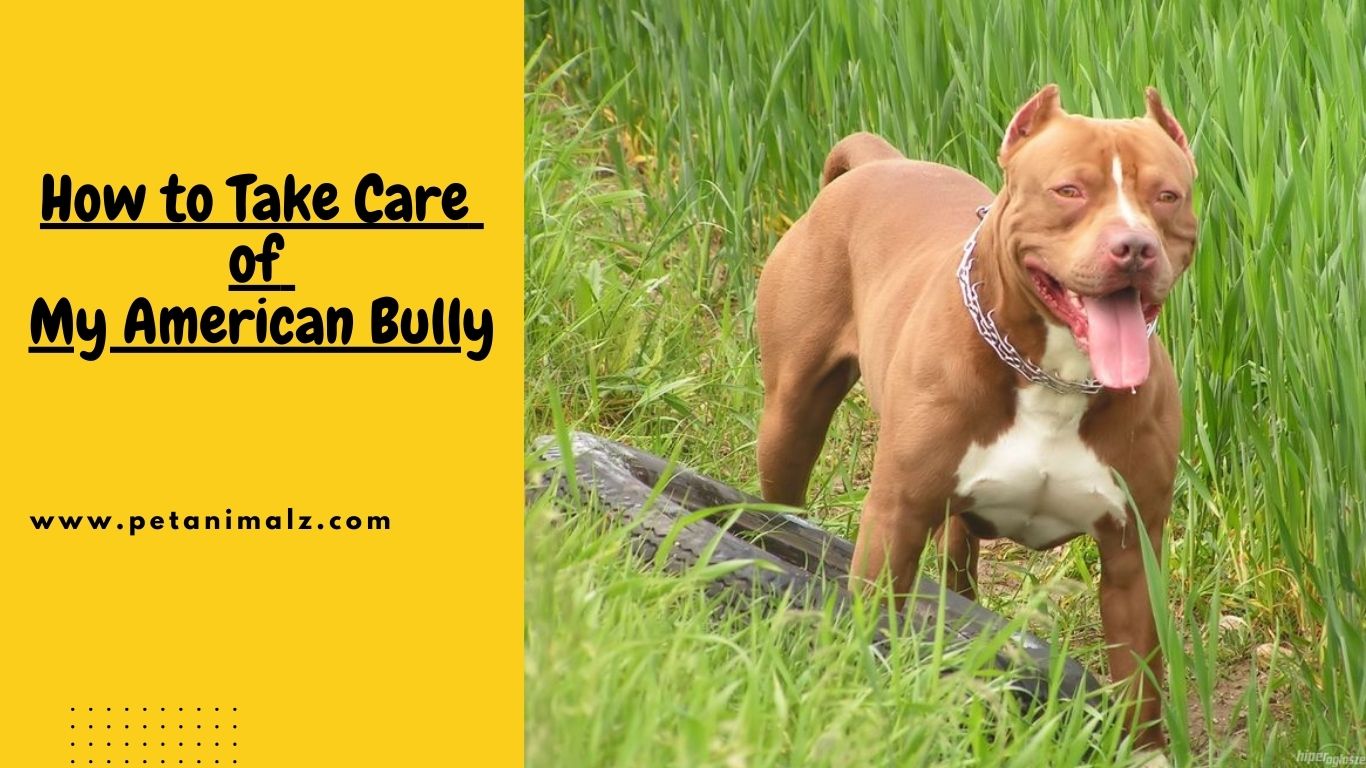 How to Take Care of My American Bully