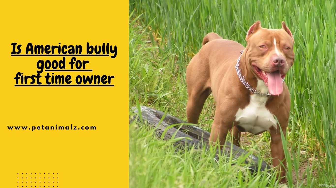 Is American bully good for first time owner