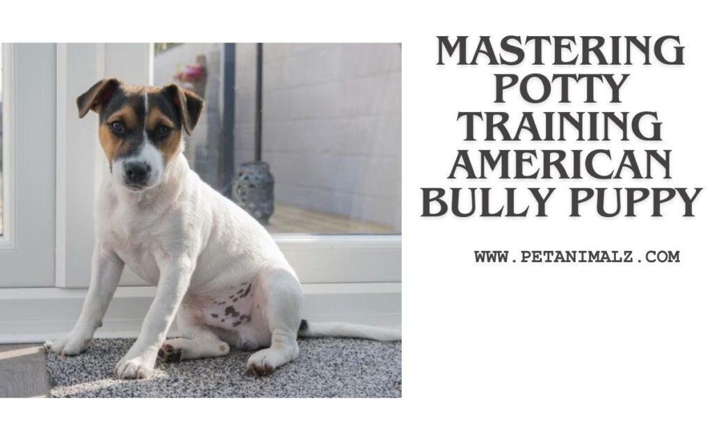 Mastering Potty Training American Bully Puppy