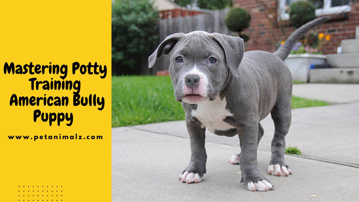 Mastering Potty Training American Bully Puppy 