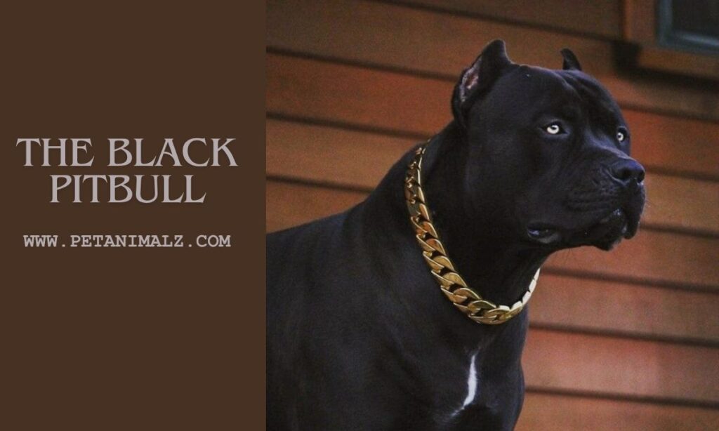 The Black Pitbull