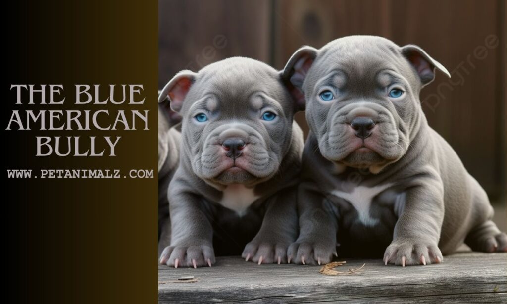 The Blue American Bully