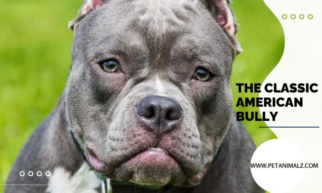 The Classic American Bully