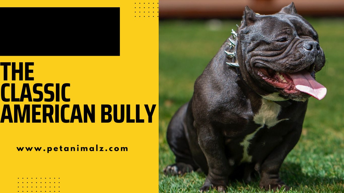 The Classic American Bully