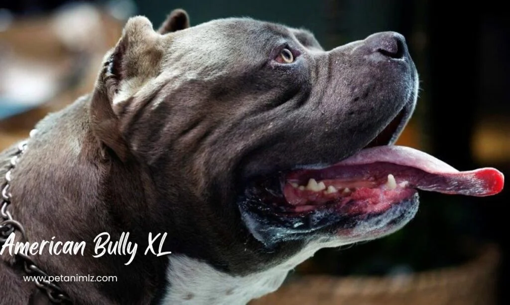 A Deep Dive into the Top Black American Bully XL Bloodlines