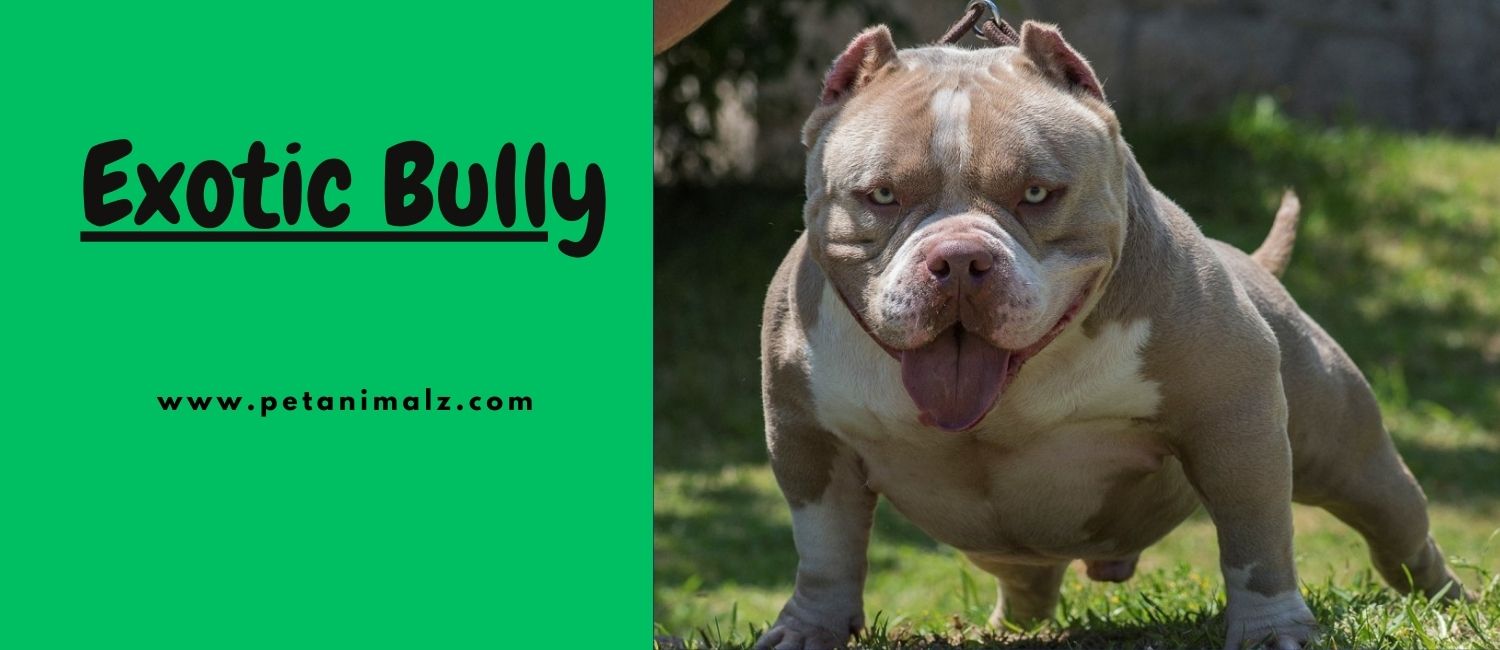 What is an Exotic Bully 