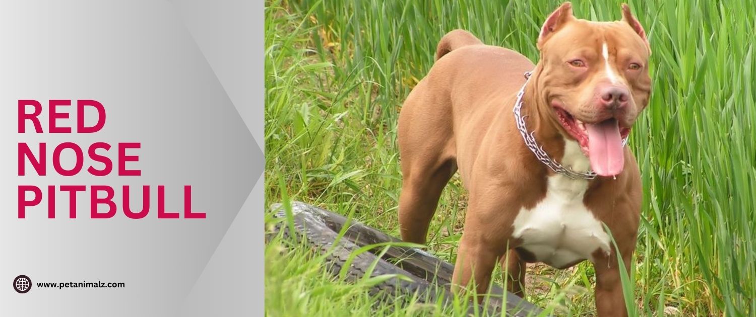 The Red Nose Pitbull: More Than Just a Pretty Face