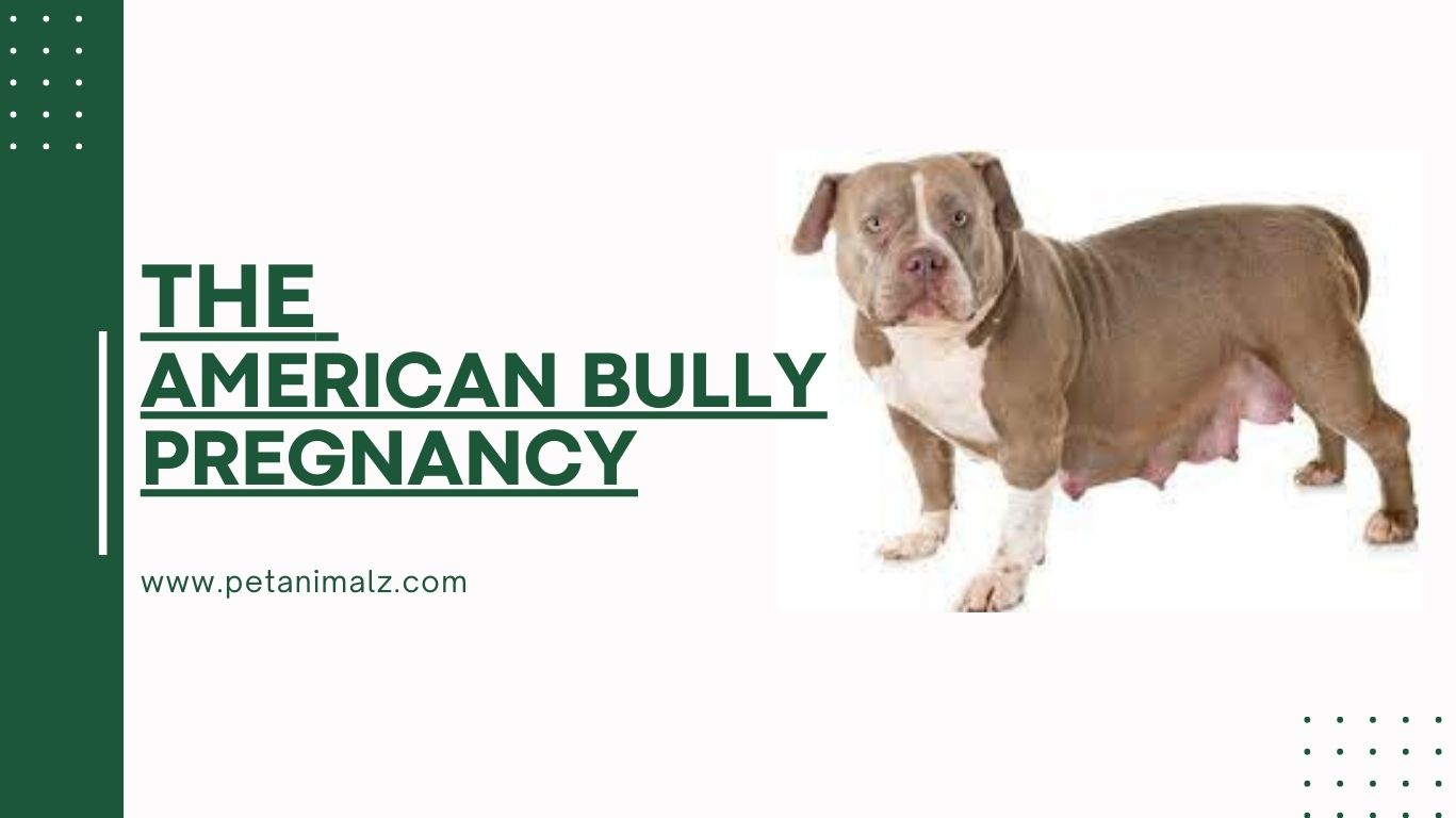 Understanding the American Bully Pregnancy Stages, Signs, and More