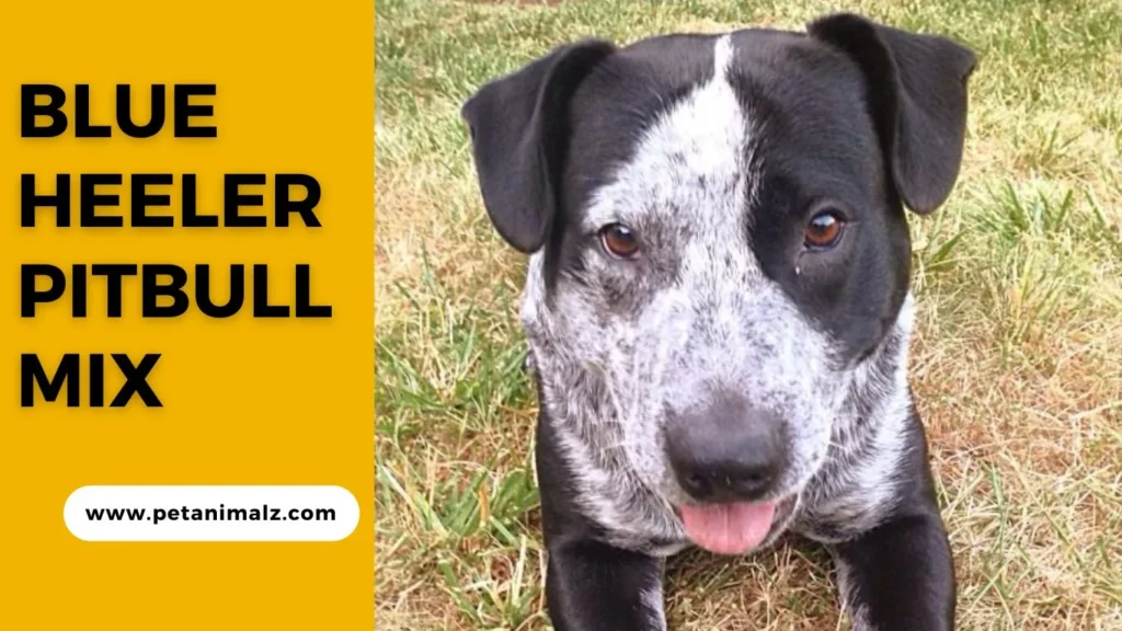 Blue Heeler Pitbull Mix : Pit Heeler The Ultimate Guide