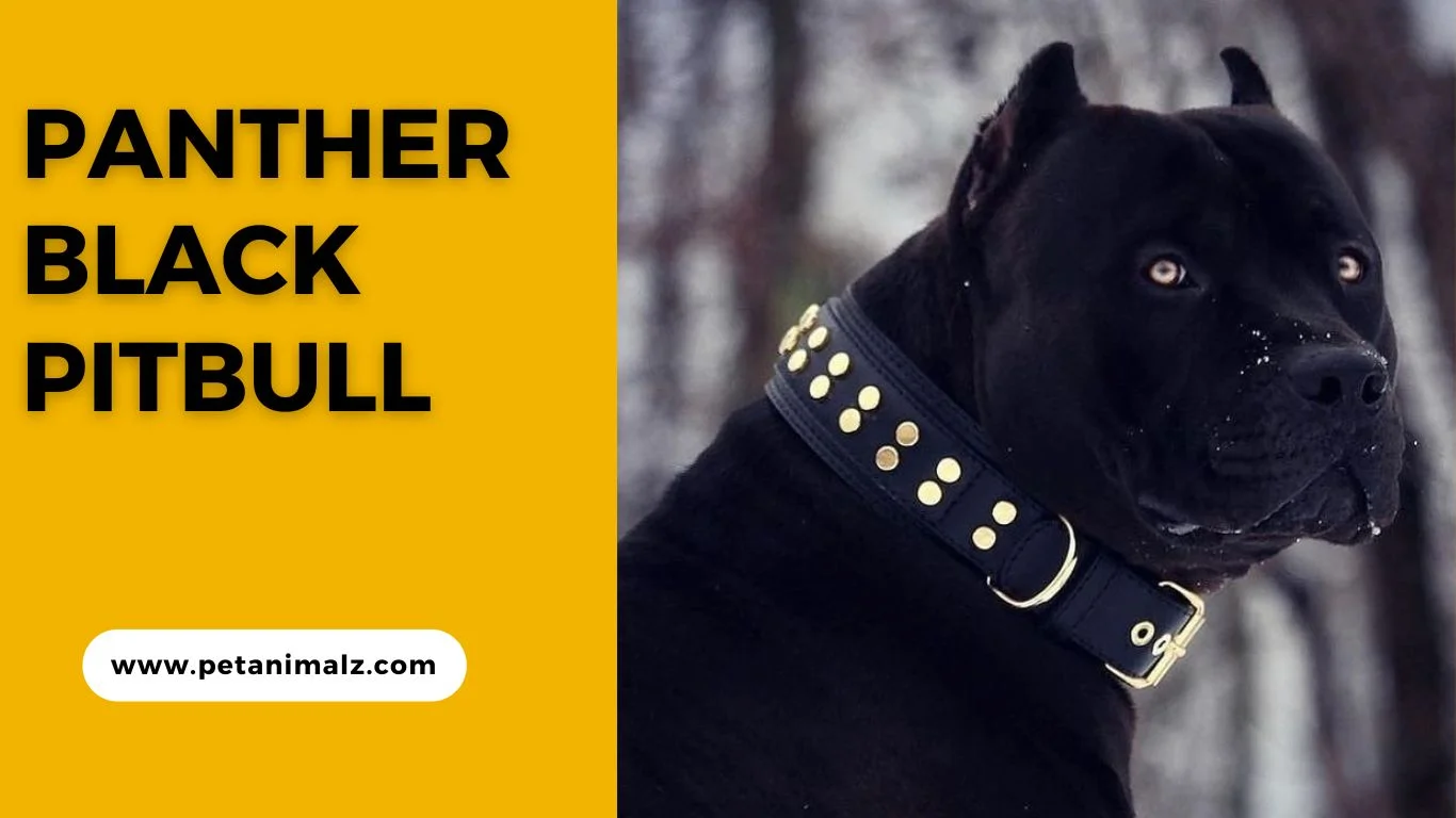 panther black Pitbull