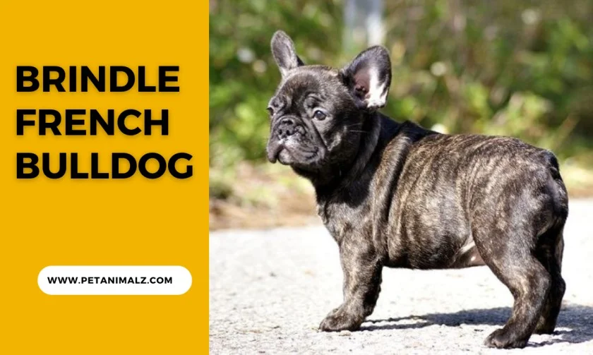 Brindle French Bulldog: Your Complete Guide