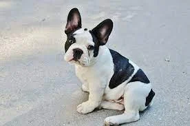 French Bulldog Chihuahua Mix: Complete Guide