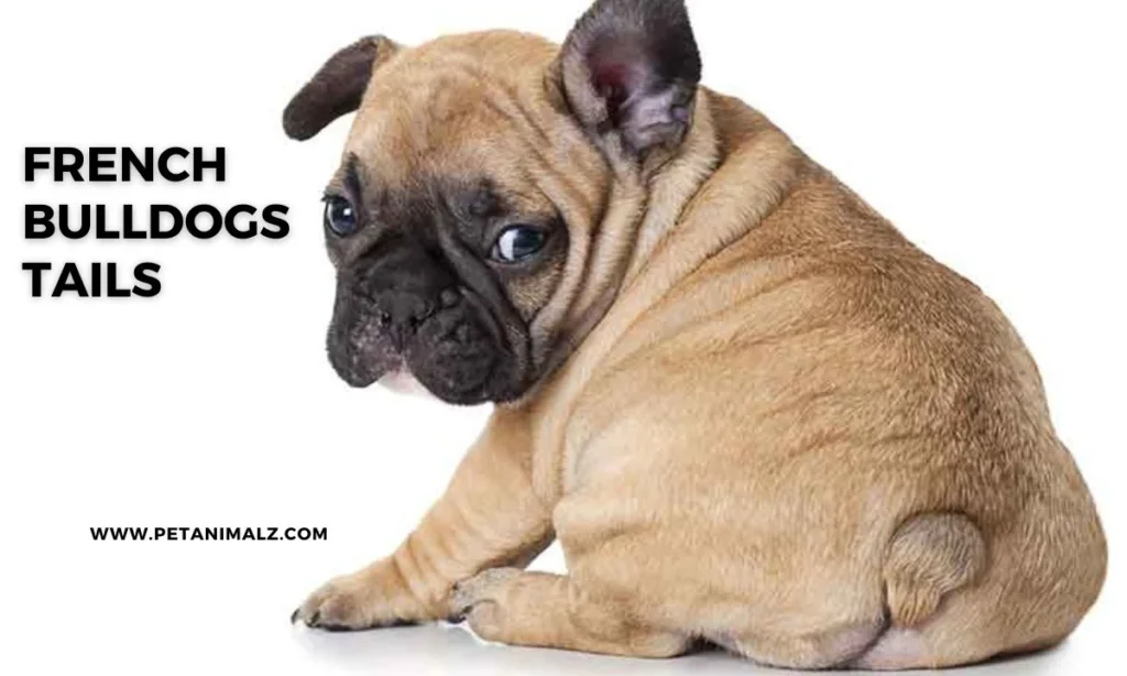 French Bulldogs Tails : Your Complete Guide