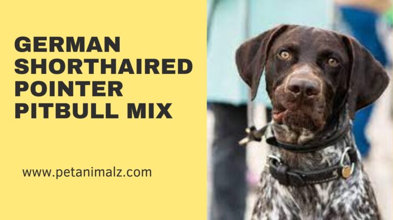 German Shorthaired Pointer Pitbull Mix