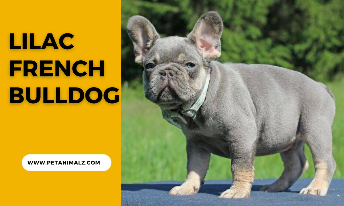 Lilac French Bulldog: Your Complete Guide