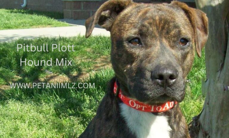 Pitbull Plott Hound Mix