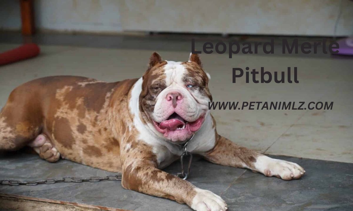 Leopard Merle Pitbull