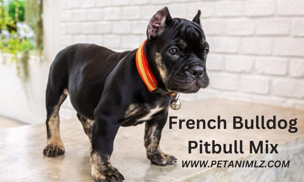 French Bulldog Pitbull Mix