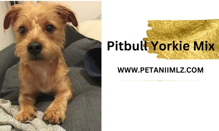 Pitbull Yorkie Mix