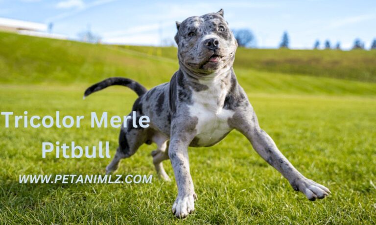 Tricolor Merle Pitbull