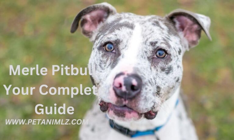 Merle Pitbull: Your Complete Guide