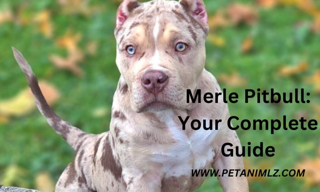 Merle Pitbull: Your Complete Guide