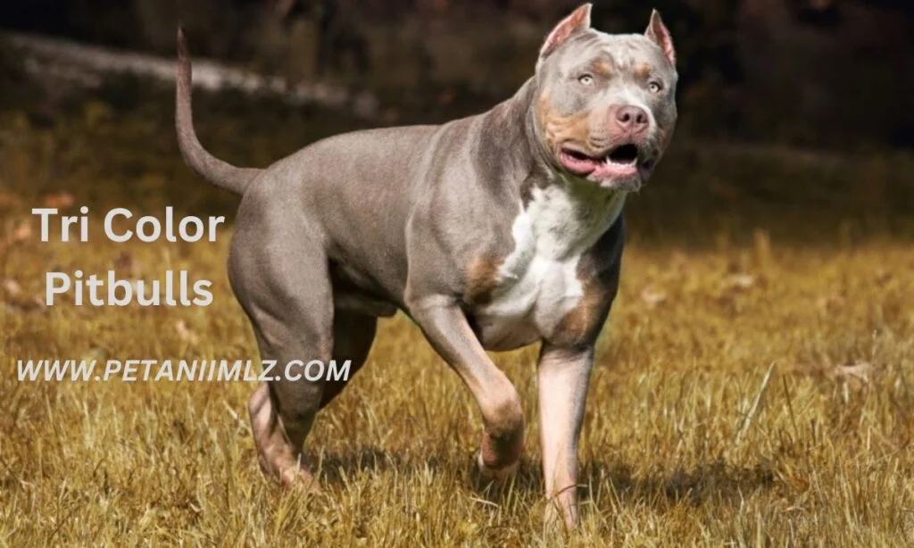 Tri Color Pitbulls: Your Complete Guide