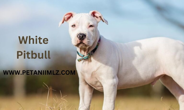 White Pitbull