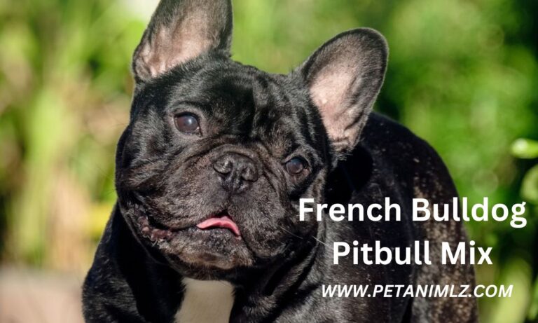 French Bulldog Pitbull Mix