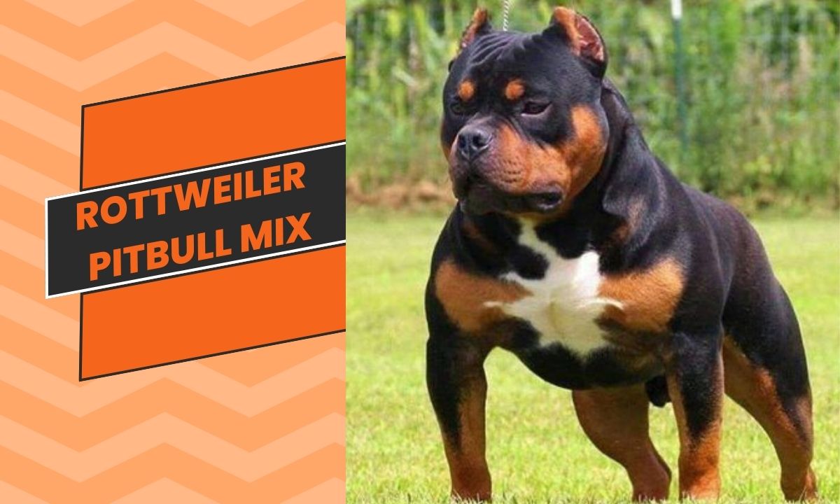Rottweiler Pitbull Mix