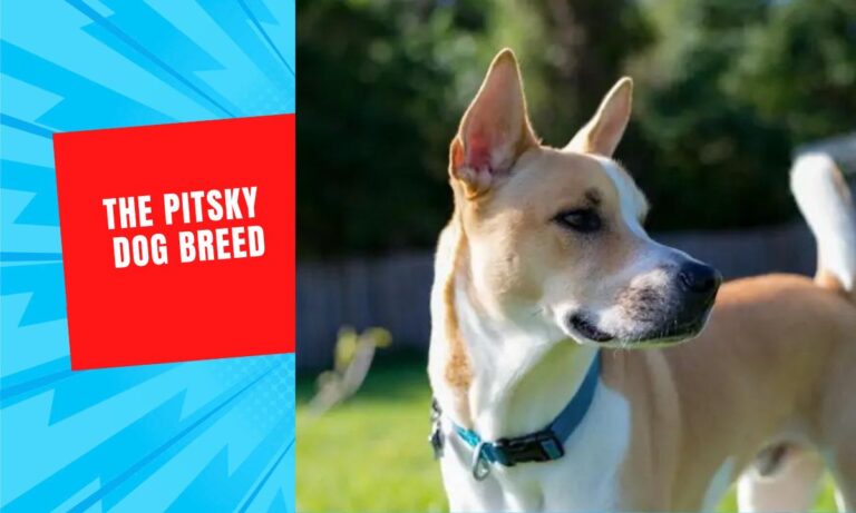 The Pitsky – American Pitbull & Husky Cross