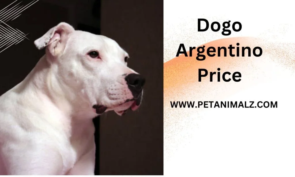 Dogo Argentino Price : Complete Guide