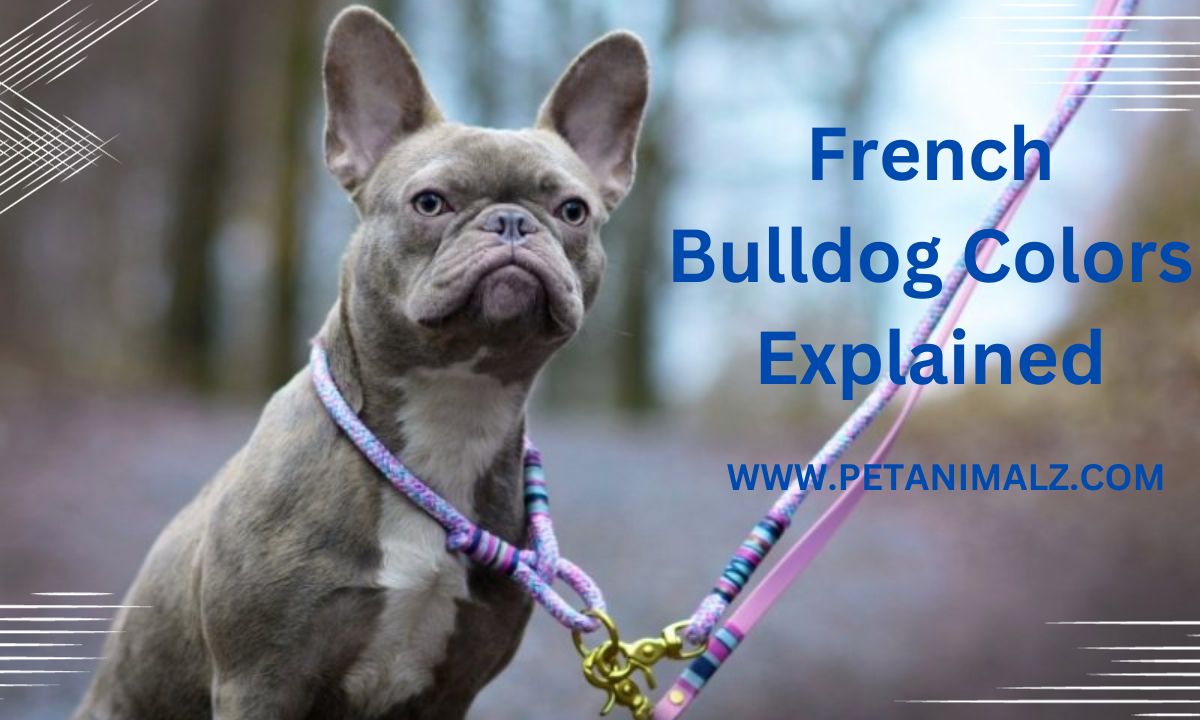 French Bulldog Colors Explained