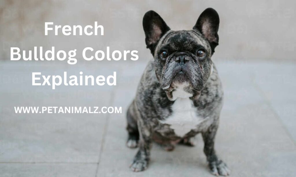 French Bulldog Colors Explained