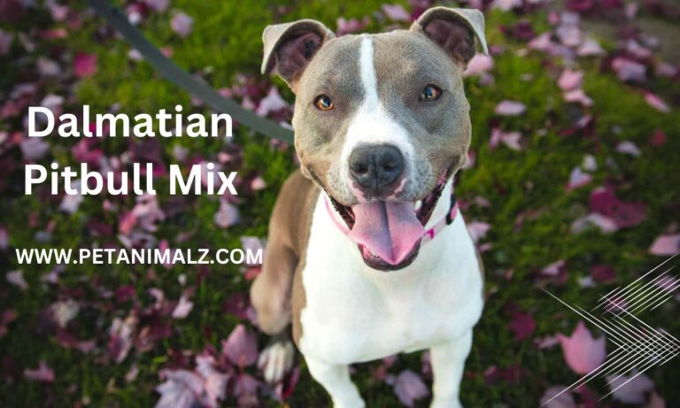 Dalmatian Pitbull Mix