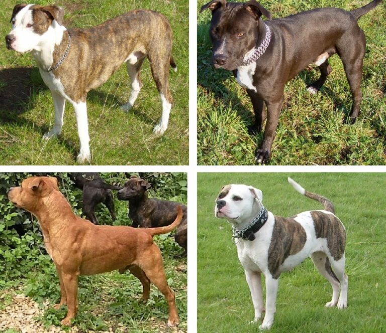 Types Of Pitbull