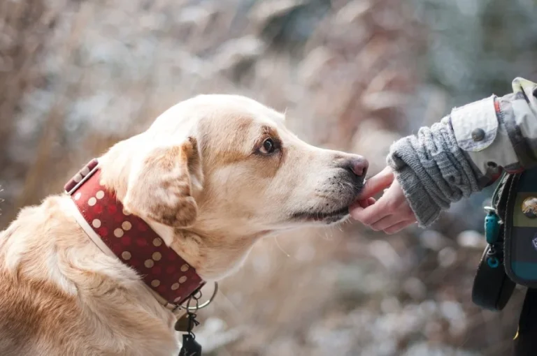 How long are dogs pregnant